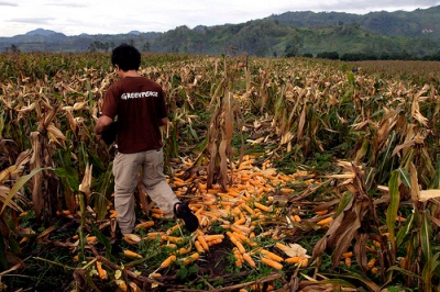 The current dry spell has been plaguing the Philippine Islands and its farmers by causing crops to dwindle and diminish because of the lack of rain. (Photo by Greenpeace Southeast Asia/Courtesy Flickr)